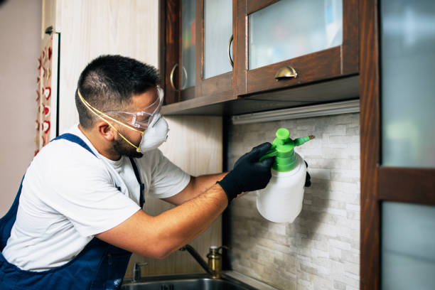 Best Wasp Removal Services  in Georgetown, CT
